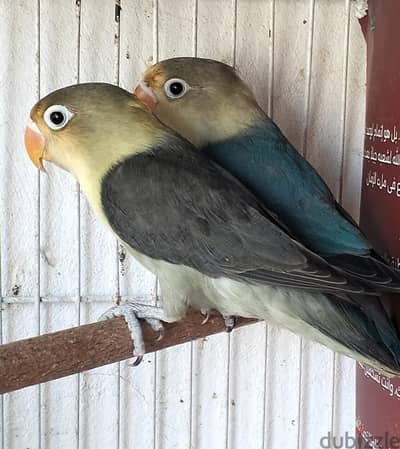 فشر شباب