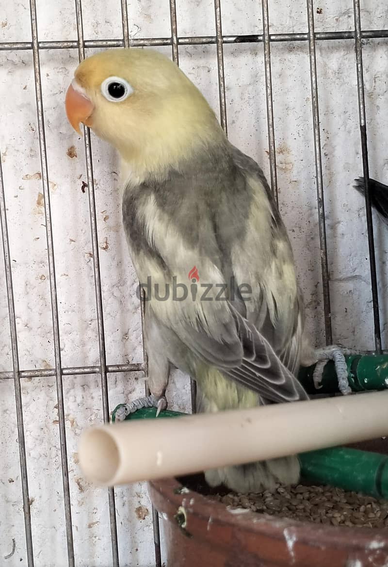 فشر شباب 7