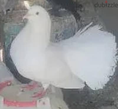 حمام هزاز
