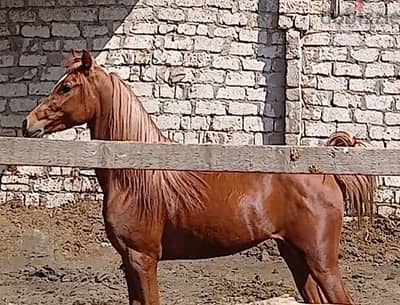 ذكر مواصفات من النوادر دمويه عاليه