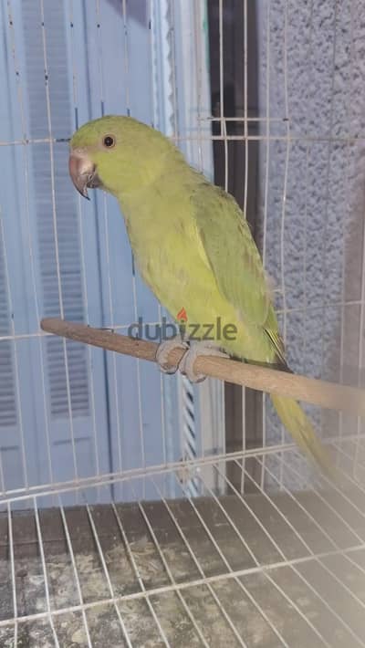 ببغاء درة هندي