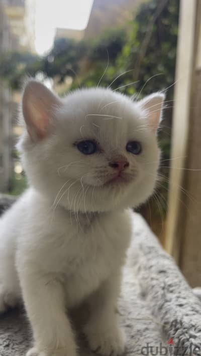 Elite British shorthair female