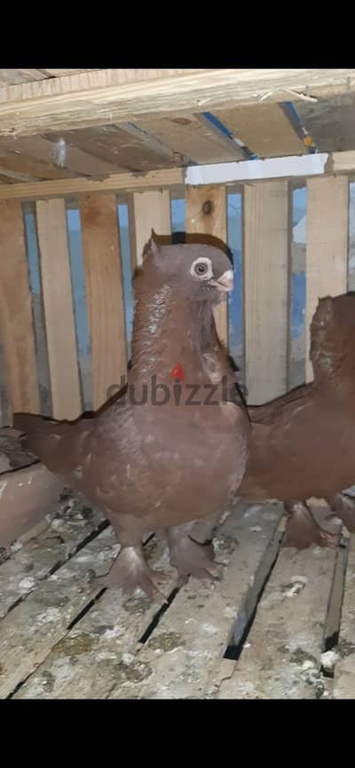 فردين عنبرى كشك احمر واكول عمر ٣ شهور
