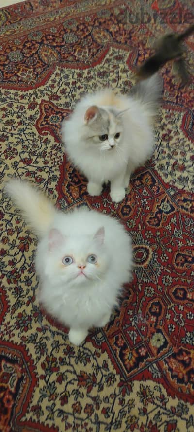قطط بنت وولد ٣ شهور ونص