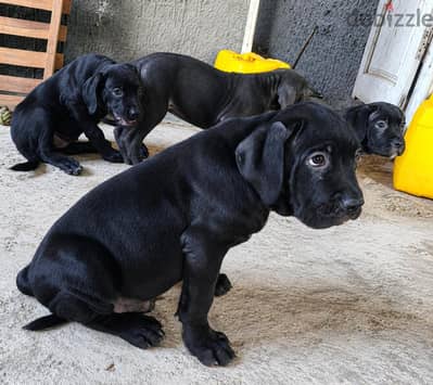 cane corso puppy's