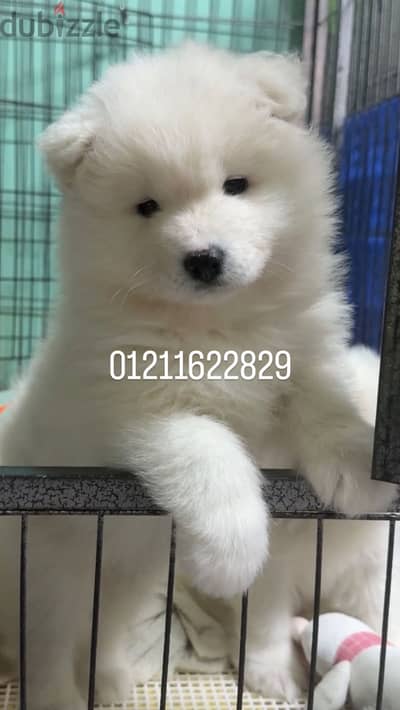 Top quality samoyed puppies اجمل جراوي سامويد