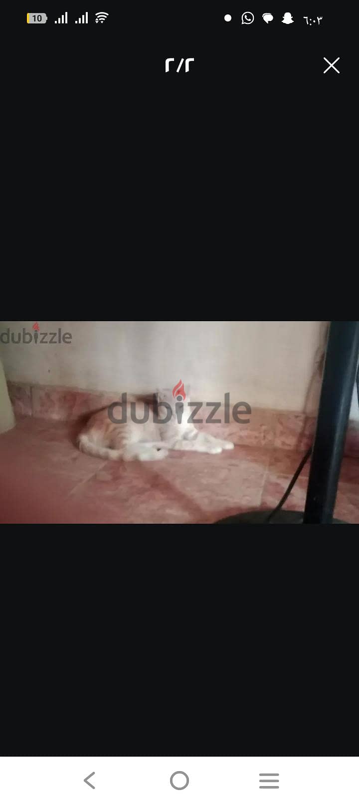 قطط 1