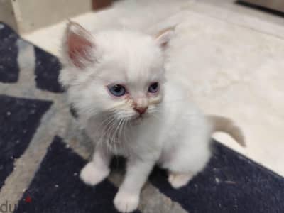 Persian cat 