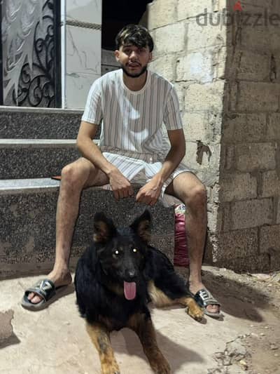 ذكر جيرمن شيبرد لونج هير