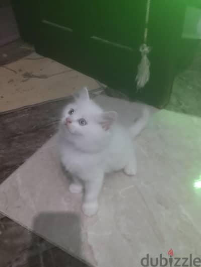 قطط 50 يوم قطط 50 يوم