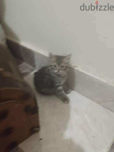 قطط 50 يوم