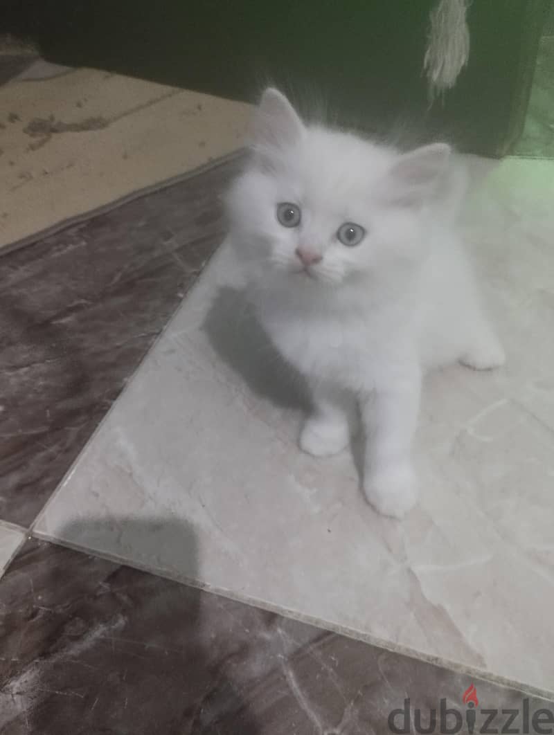 قطط 50 يوم 2