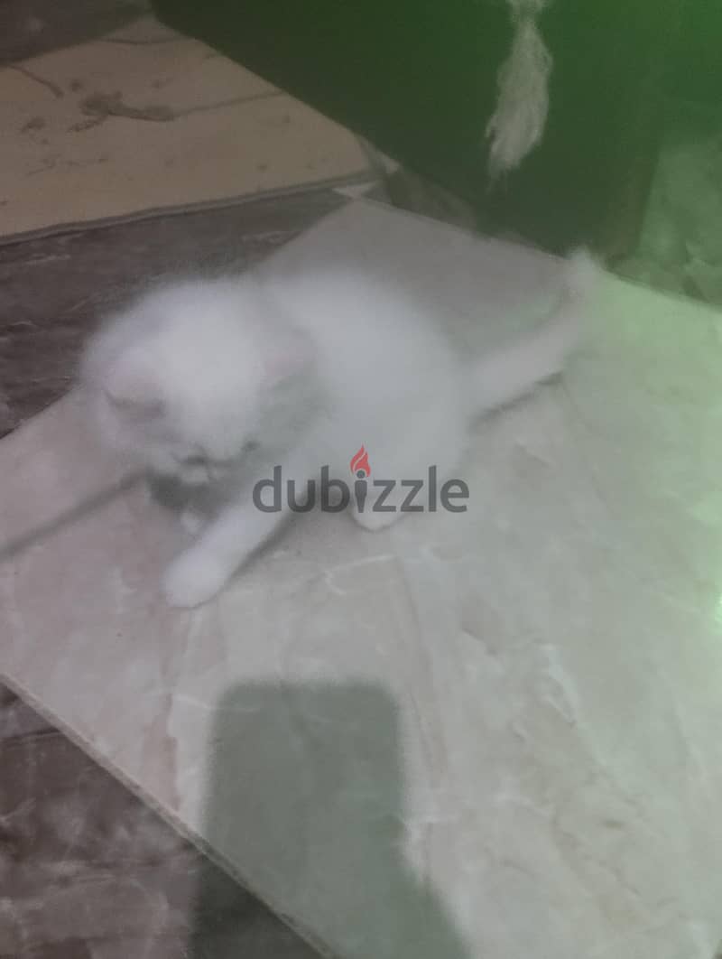 قطط 50 يوم 4