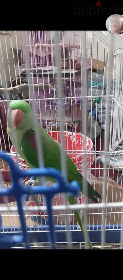 بغبغانات اقراء البوست كويس لان كذا بند