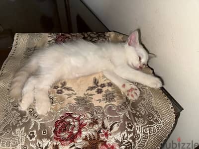 قطه للتبني