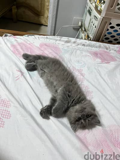 قطه شيرازي