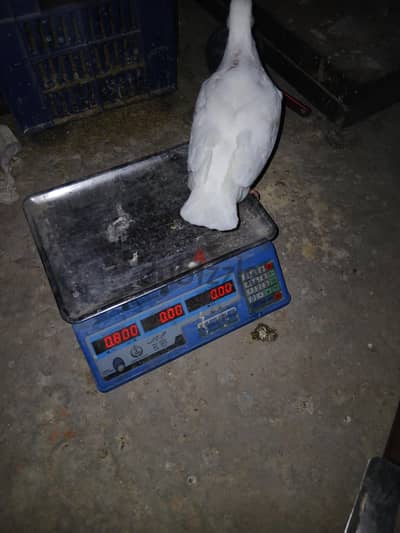 سيوه 107