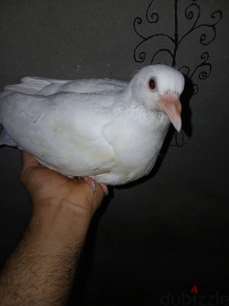سيوه 107 1