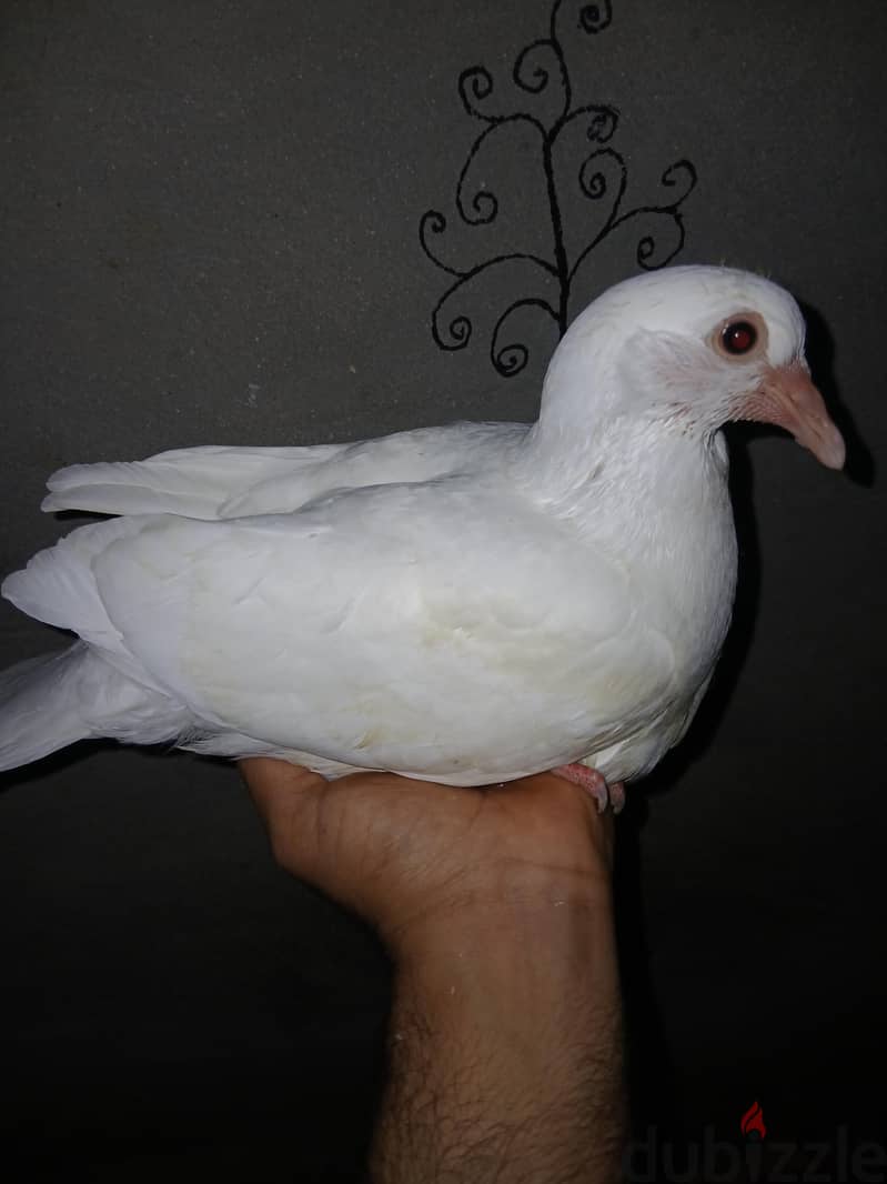 سيوه 107 2