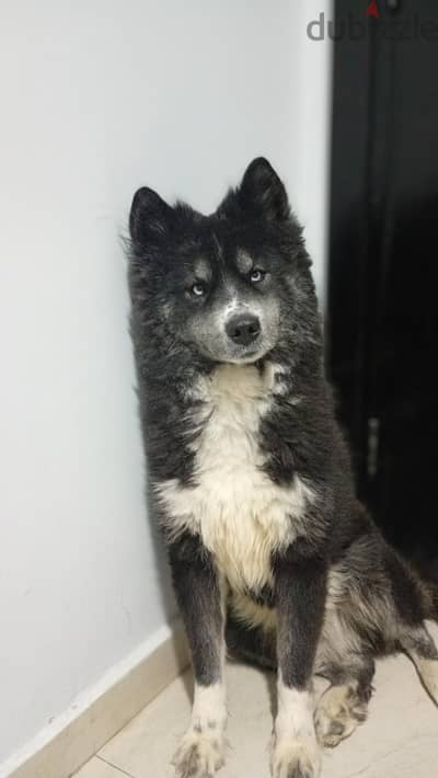 Mountain Akita Husky Mix