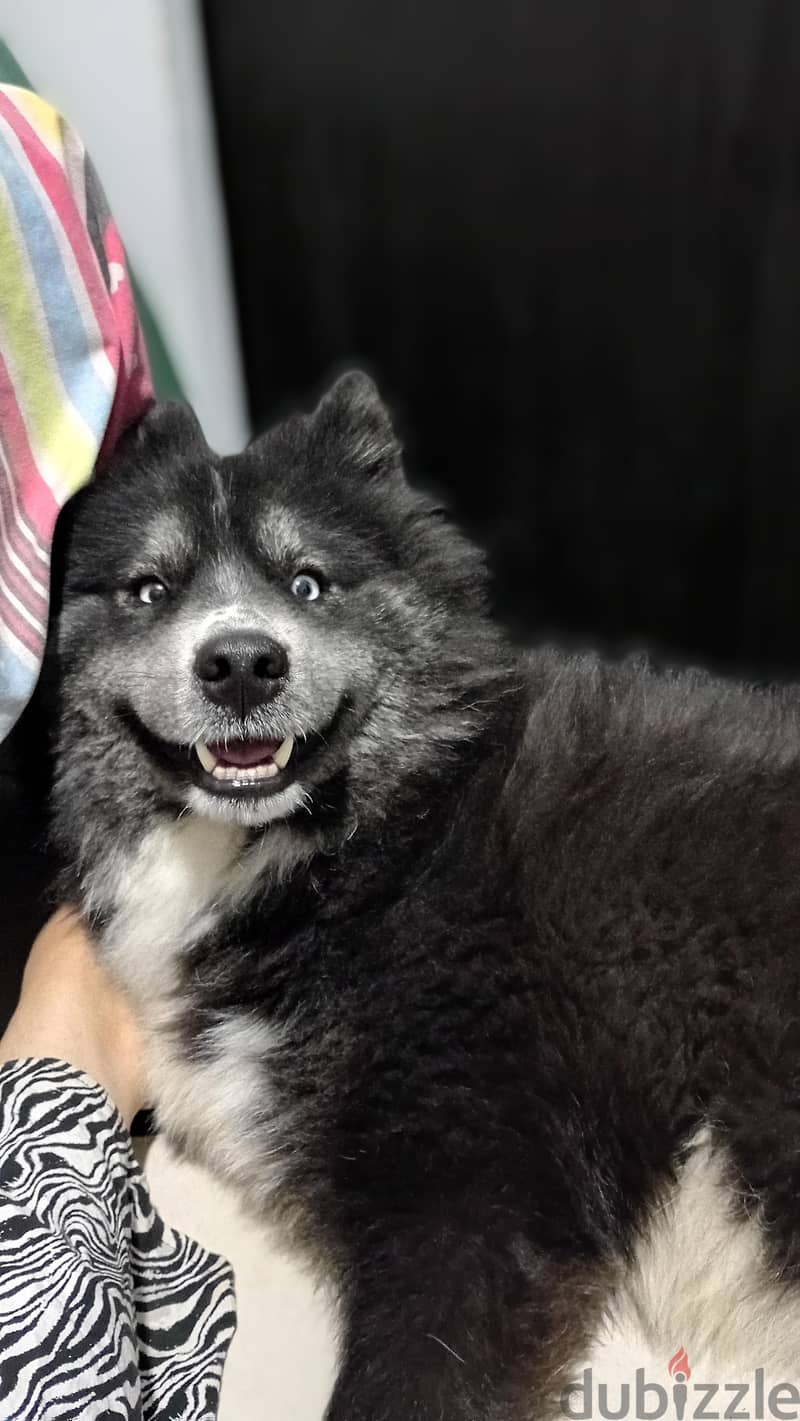 Mountain Akita Husky Mix 1