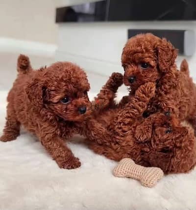 poodle