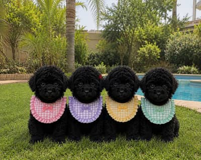 توي بودل" (Toy Poodle)