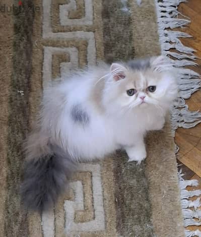 كاليكو دايلوت اصول مسجلة cfa