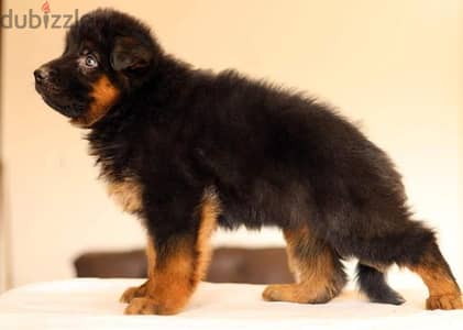 جراوي جيرمن شيبرد ذكر ولد انثي بنت بيور Male German shepherd puppy