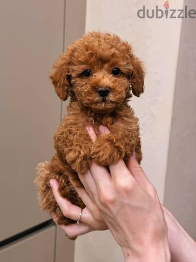 عايز كلب toy poodle او maltipoo  للتبني