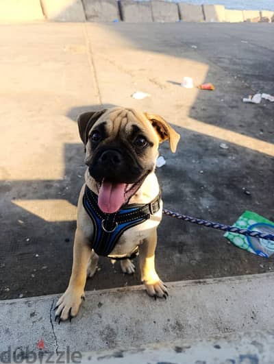 كلب  Pug