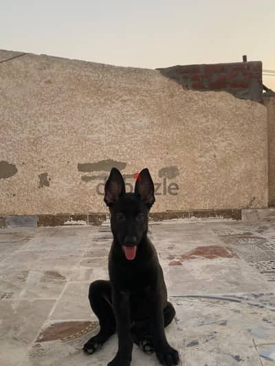 جرو مالينو