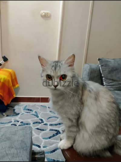 بيع وشراء قطط