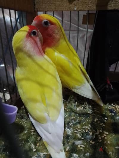 جوز روز لاتيني شغالين