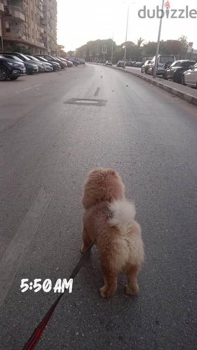 Chow Chow for sale