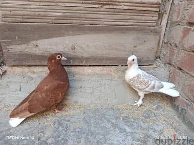للبيع زغلول حلبى وزغلول بنيدى معتمدين على نفسهم
