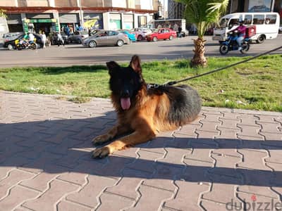 دكر جيرمن لونج هير