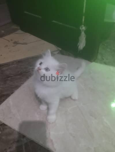 قطط 50 يوم