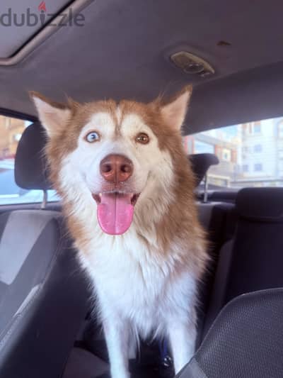 Husky femal dog