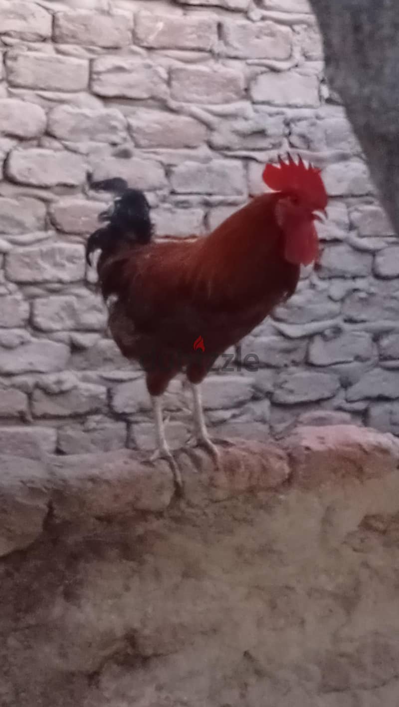 طيور اااااا 1