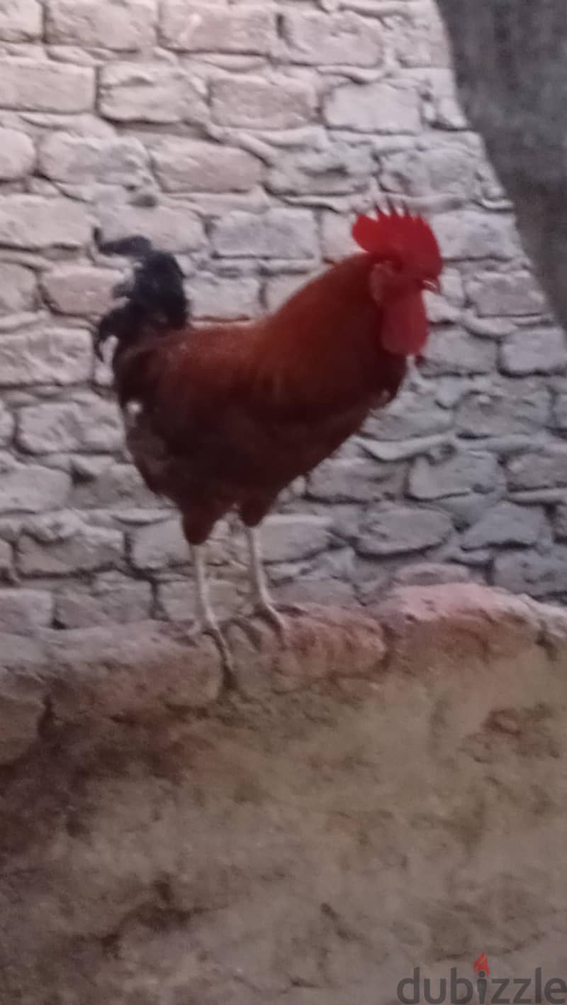 طيور اااااا 2