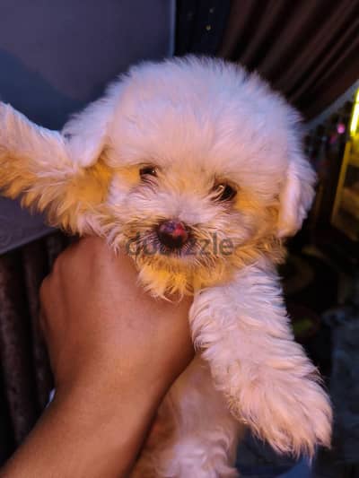 Two-month-old Maltese puppy, playful, mischievous and very beautiful