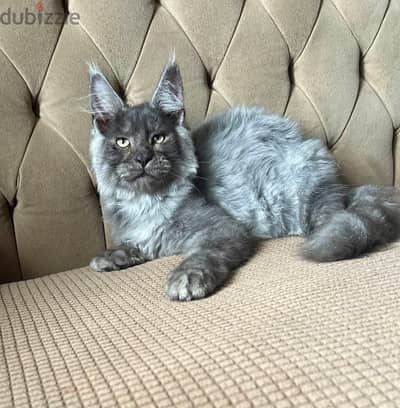 Baby kitten male Maine coon