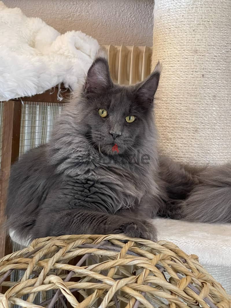 Baby kitten male Maine coon