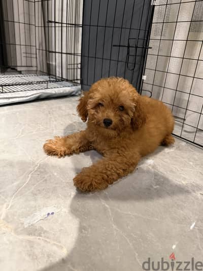 Toy Poodle