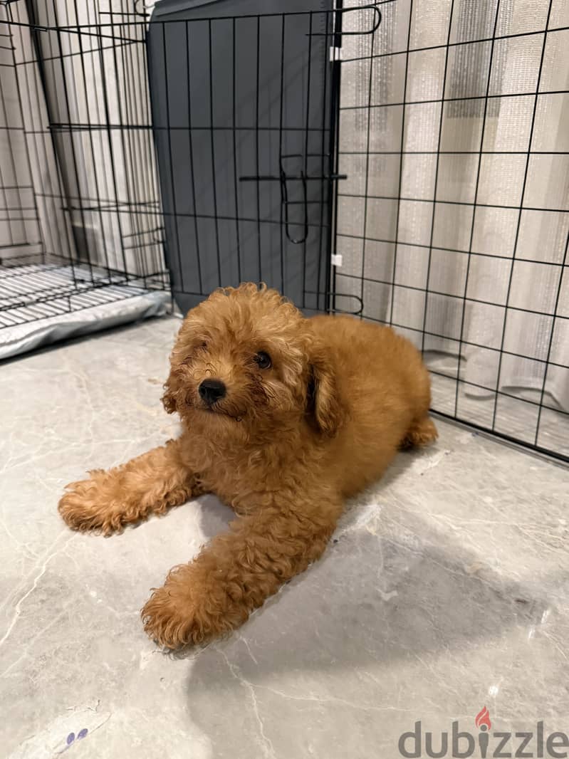 Toy Poodle 1