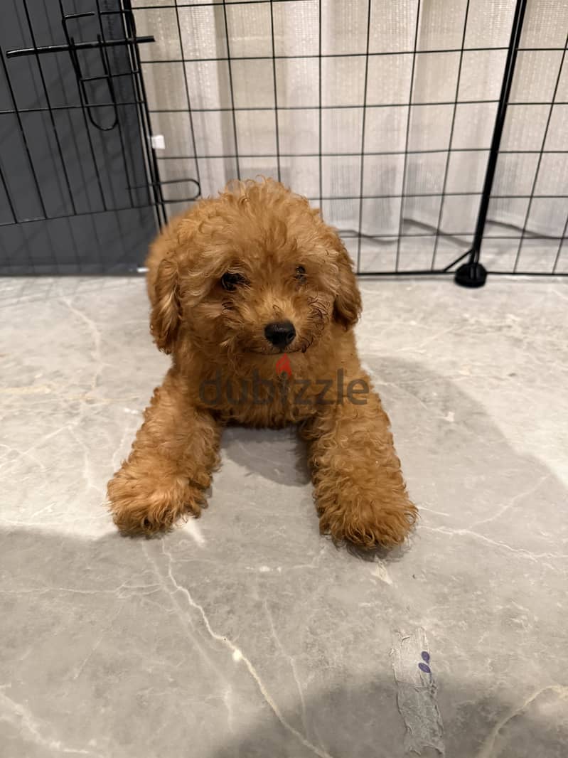 Toy Poodle 2