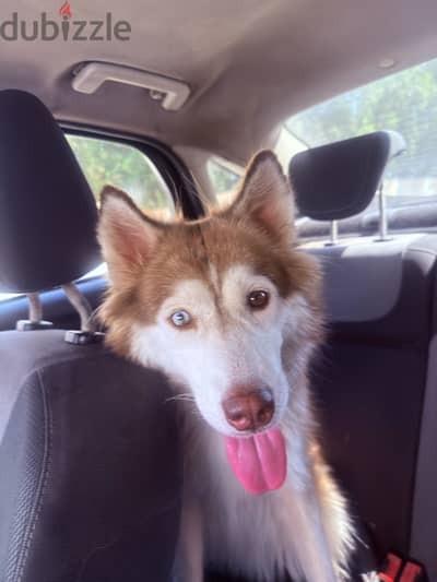 Female husky dog