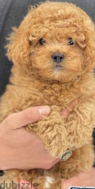 Toy poodle
