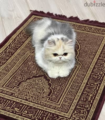 اجمل انثي  كاليكو دايلوت